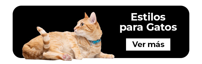 Gato- Selección de accesorios para el paseo diario. Encuentra tu estilo para cada ocasión