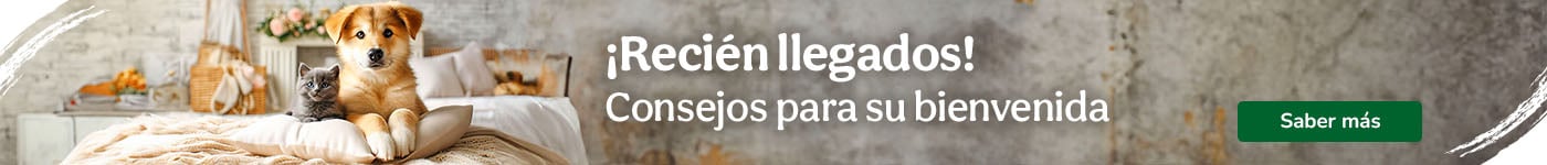 ¡Recién llegados! Consejos para su bienvenida