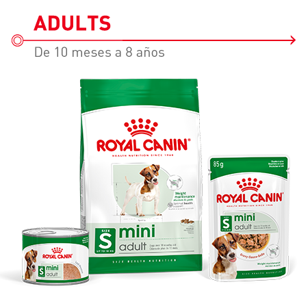 Royal canin Mini. Pienso y comida húmeda para perros adultos de razas pequeñas