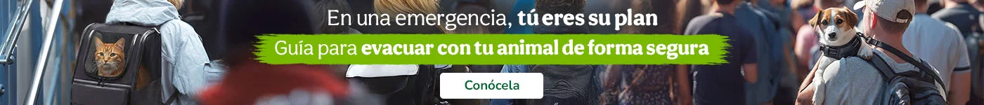 Consejos para evacuar a tu peludo en situaciones de emergencia.