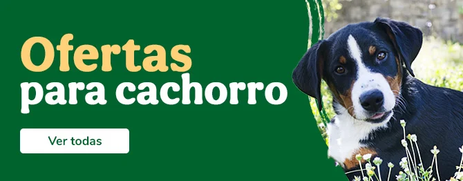 Ofertas cachorro