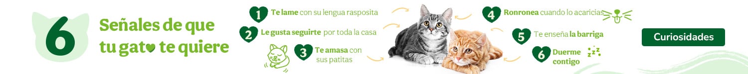 Atento a las señales y descubre cuánto te quiere tu gato
