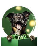 Categoria perros