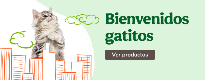 Bienvenidos gatitos
