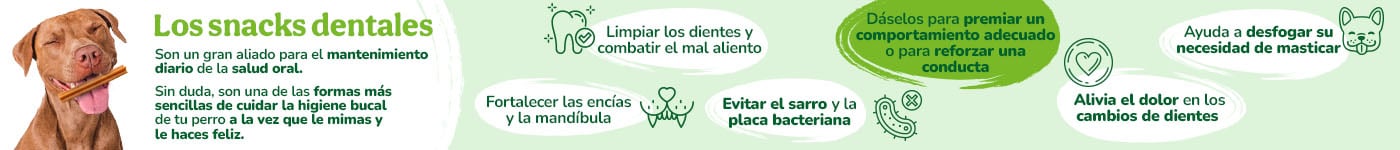 Beneficios de los snacks dentales para perros.