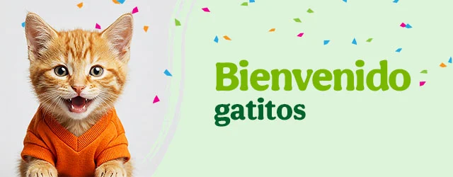 Bienvenidos gatitos