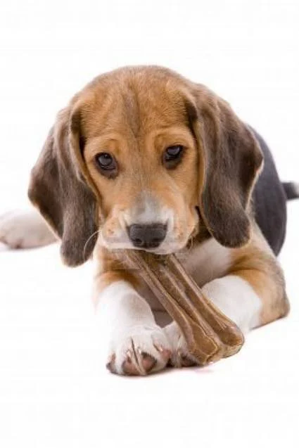 Champu en espuma seca para cachorros baÃ±o sin agua