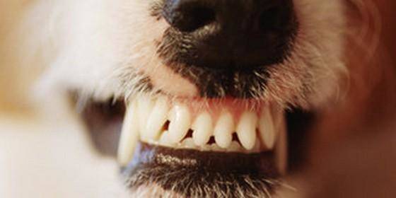 Gel limpiador de dientes para perros