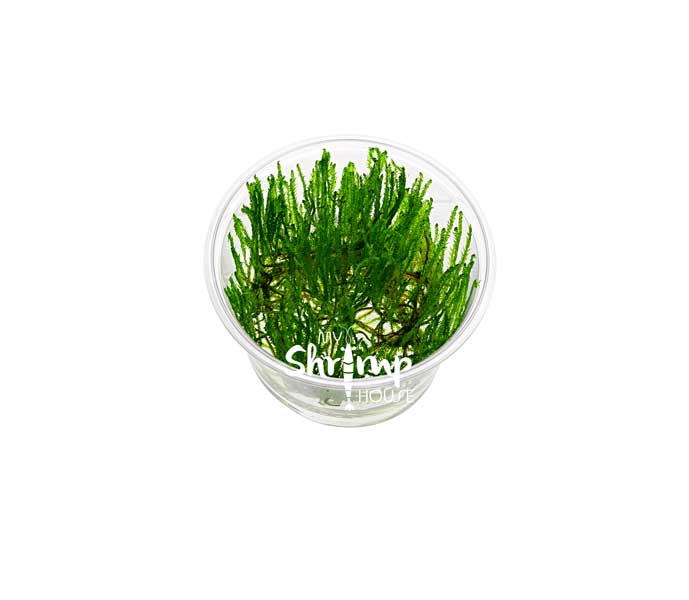 Musgo Taiwan moss
