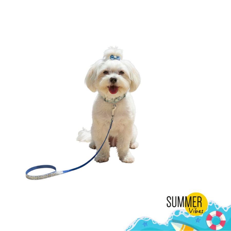 Summer Vibes Pack Correa y Collar Dolce Vita para perros