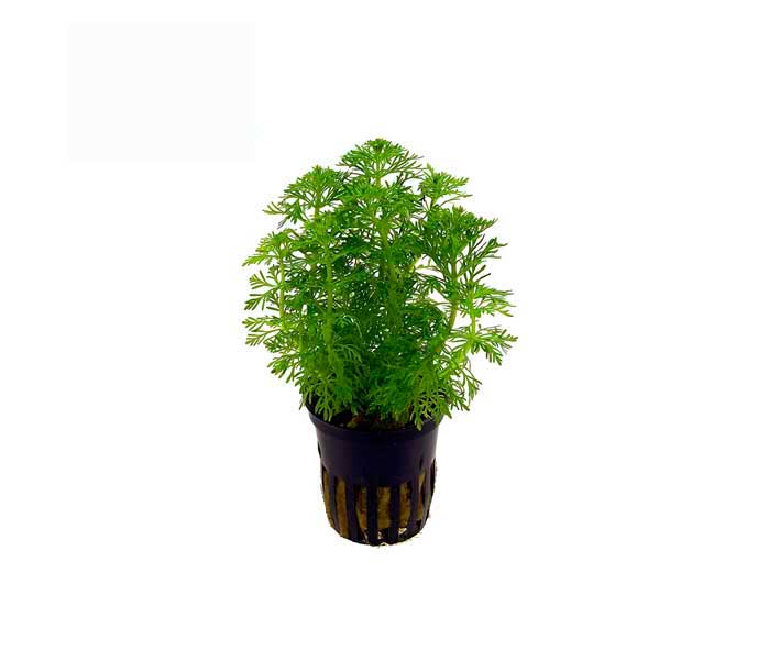 Ambulia limnophila heterophylla