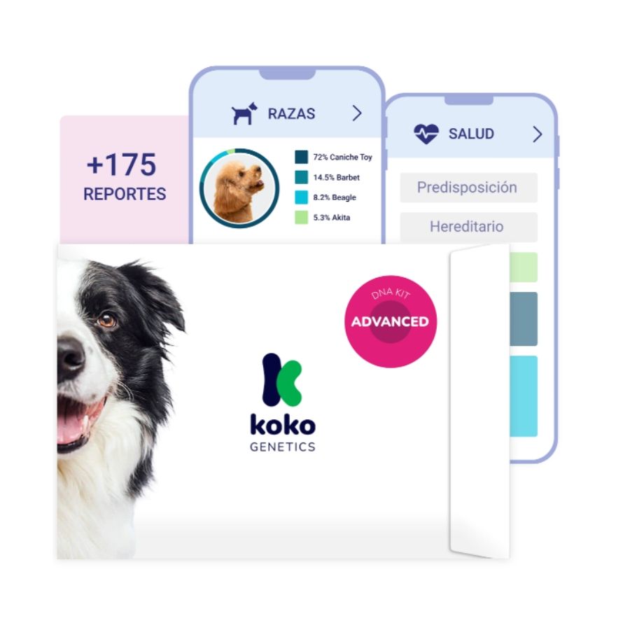 Koko Genetics Prueba de ADN Advanced para perros