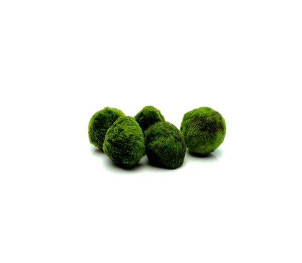 Cladophora Marimo Ball Musgo Japones Aegagropila