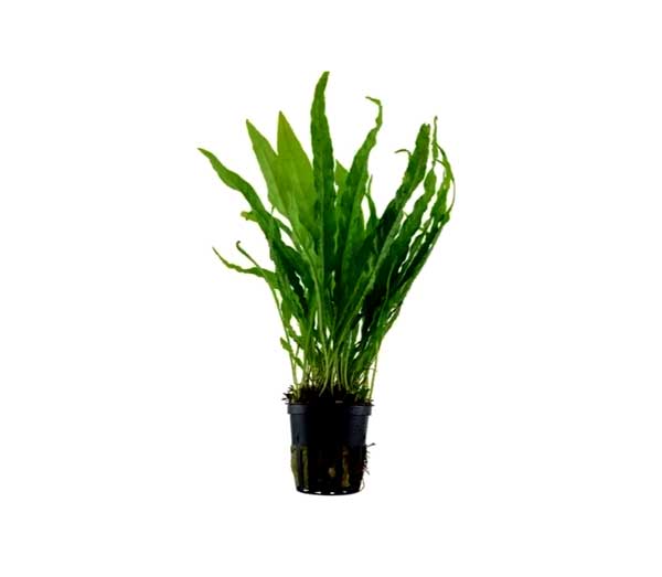 Helecho Microsorum pteropus narrow