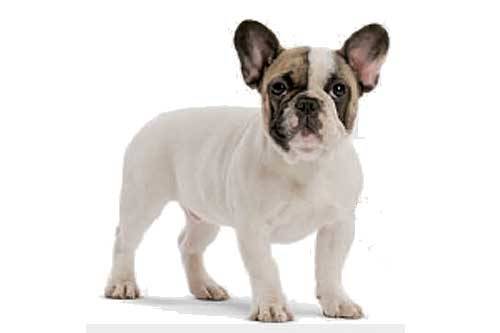 Royal Canin Bulldog Frances Junior