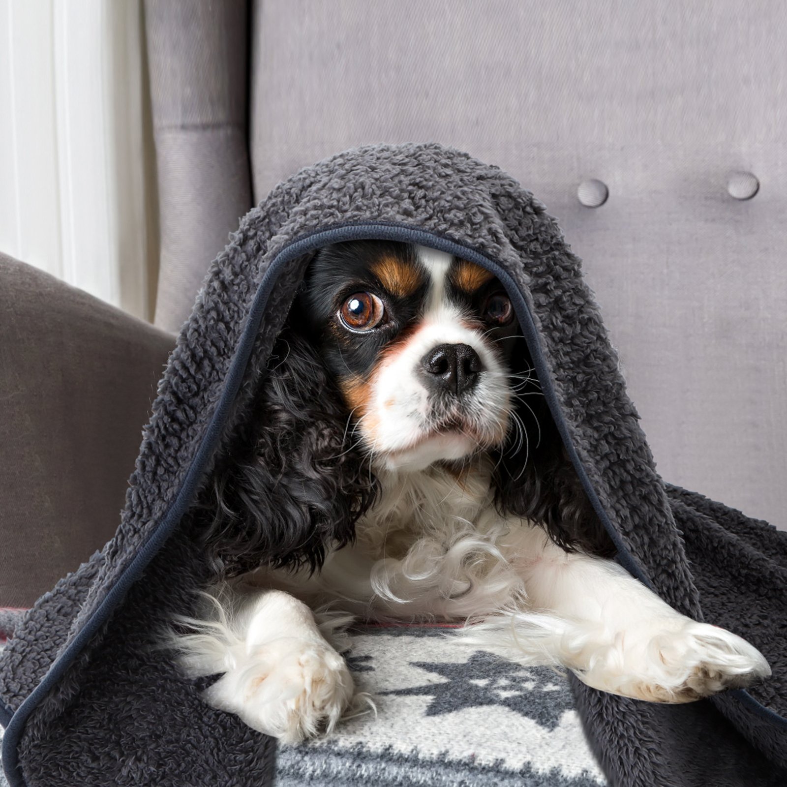 Manta Picnic Impermeable Nobleza Manta Impermeable Para Perros