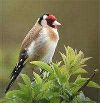 Cunipic alimento para julgueros, verderones y aves silvestres