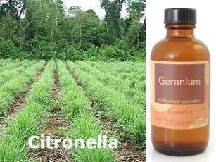 Citronella y geranio