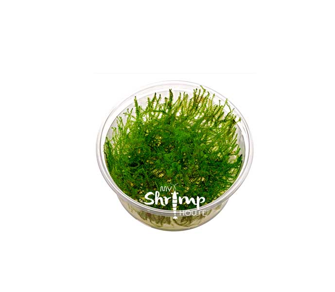 Moss Leptodictyum Riparium Musgo