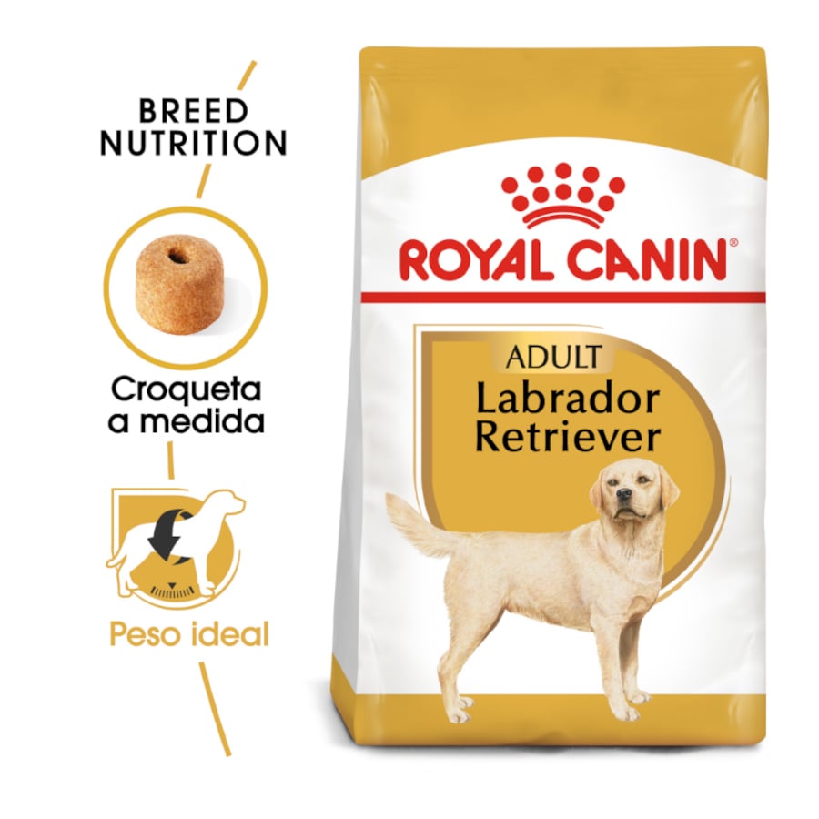 a que edad es adulto un labrador amarillo
