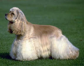 Cepillo de mantequilla para perros no da?a ni rompe el pelo