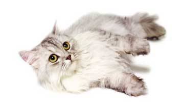 Artero Champu para gatos de pelo largo persa angora