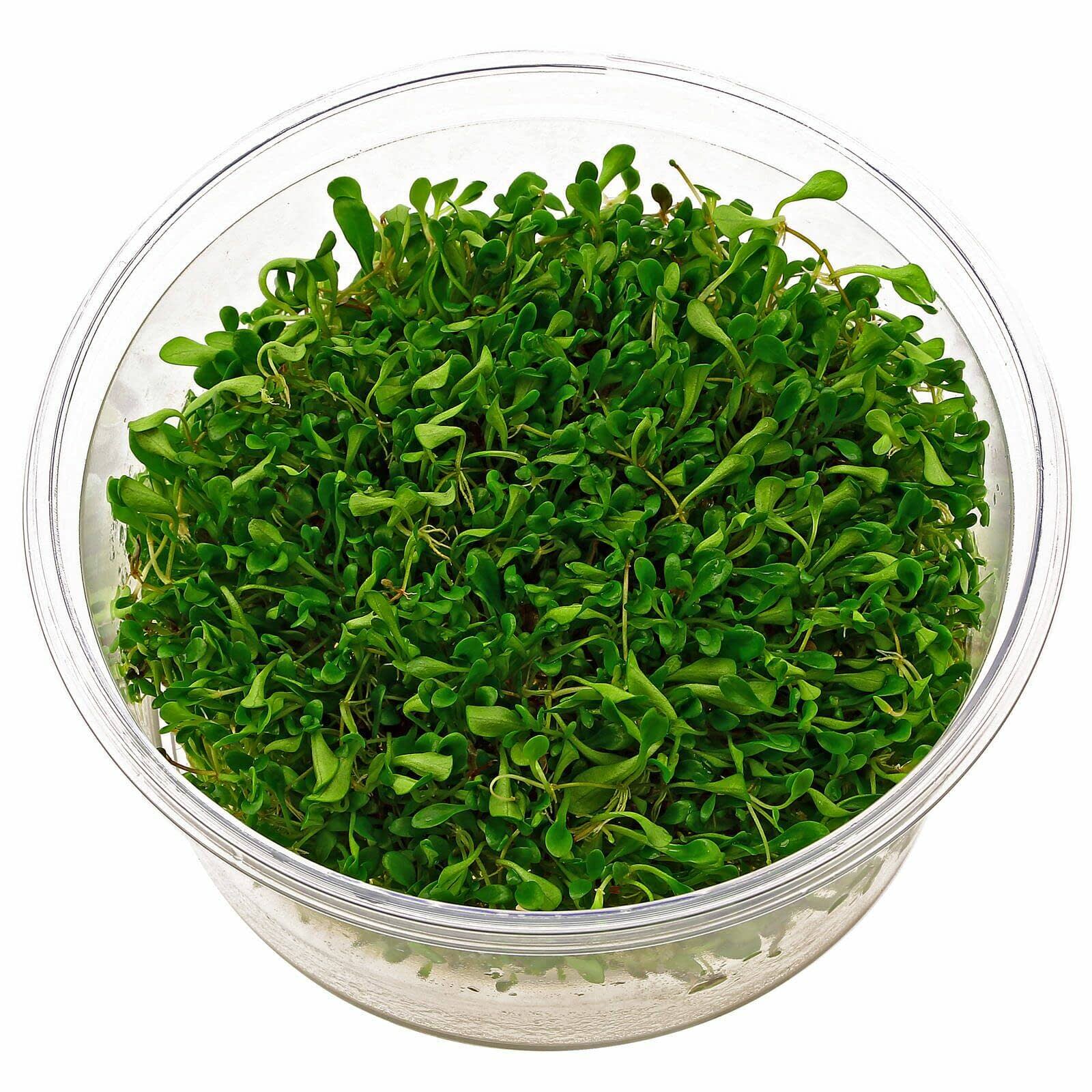Tropica Iberia planta Glossostigma Elatinoides