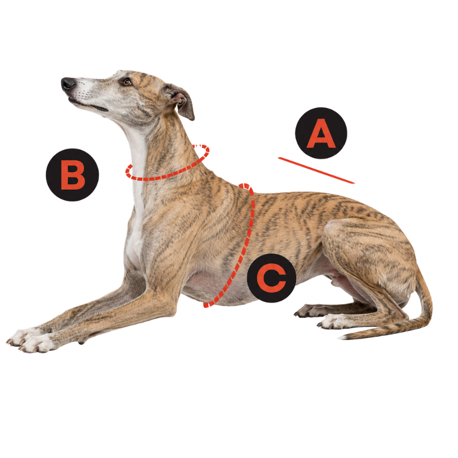 Guía de tallas para galgos