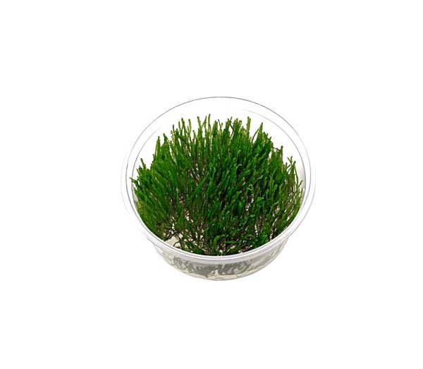 Musgo spiky moss