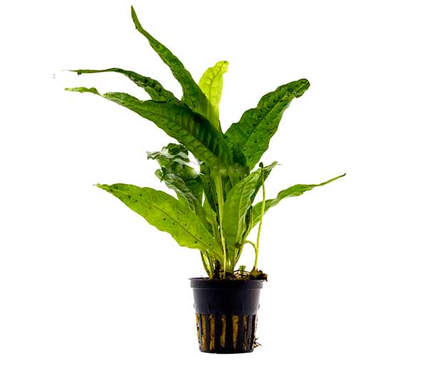 Helecho Microsorum pteropus XL