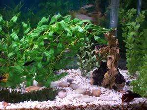 acuario con plantas