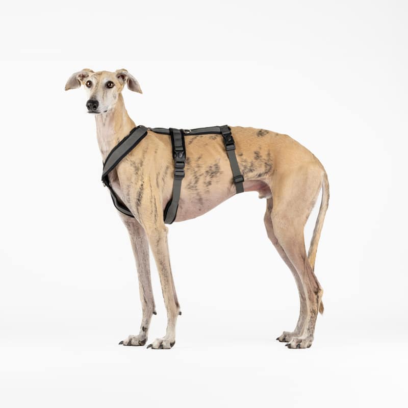 Arnés de 3 Puntos Antiescape Antitirones - Ideal para Lebreles: Galgo Italiano, Whippet, Galgo, Podenco - Seguro, Transpirable y Duradero - Perfecto