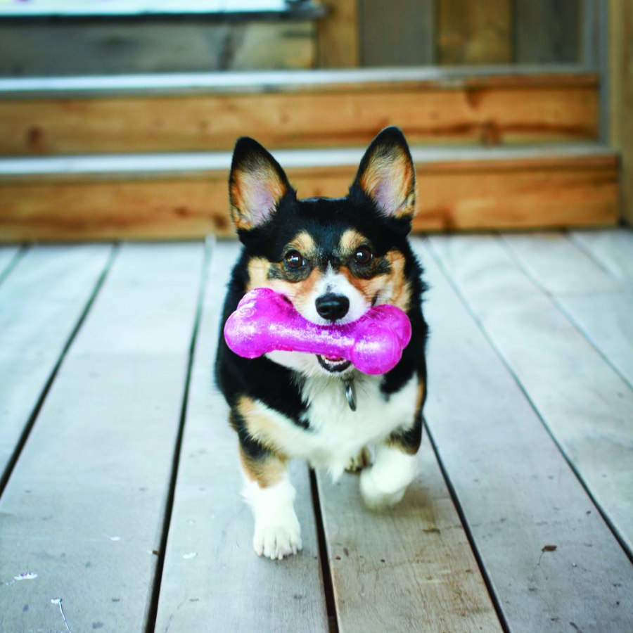Kong Squeezz Crackle hueso para perros