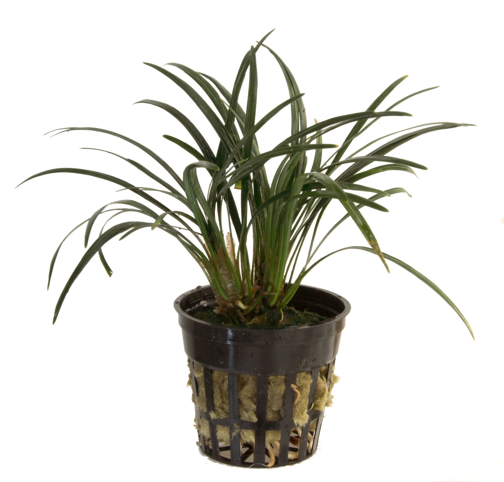 Tropica Iberia planta Ophiopogon Kyoto dwarf