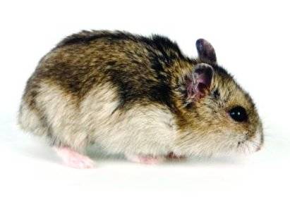 Comida ruedas de ejercicio jaular vitaminas hamster ruso