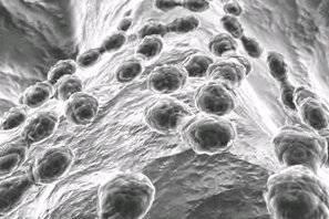 Stability bacterias para filtro biologico Seachem