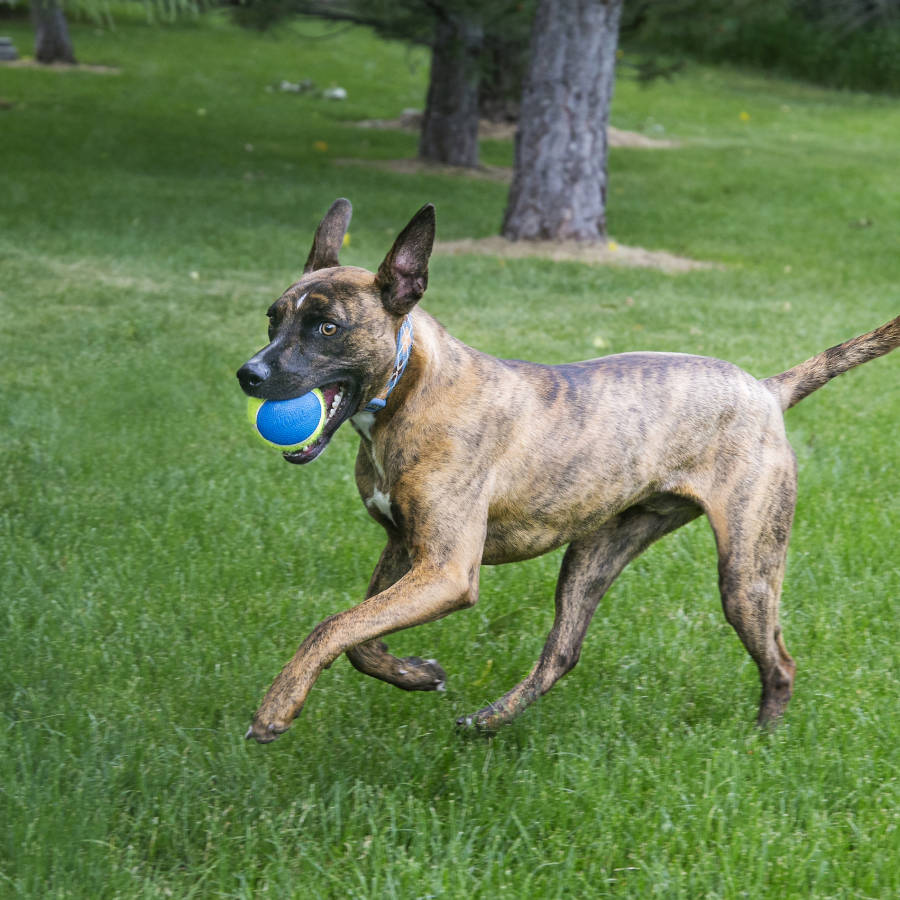 Kong SqueakAir Ultra Balls 3-PK pelotas para perros