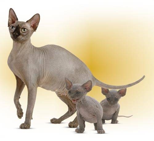 Gato Sphynx