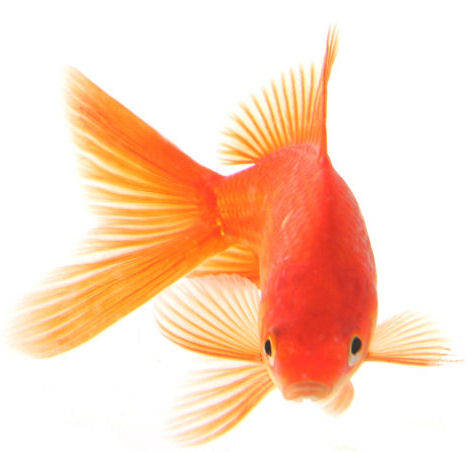 Tetra Goldfish para peces de agua frÃ­a