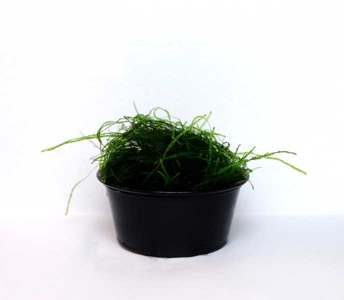 Musgo de Java – Taxiphyllum Barbieri