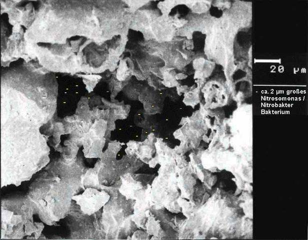 Eheim sustrat pro visiÃ³n microscopio colonizaciÃ³n bacteriana