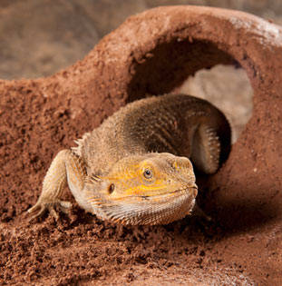 Sustrato arcilloso para reptiles Excavator