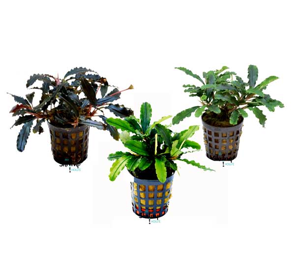 Bucephalandra lote 3ud