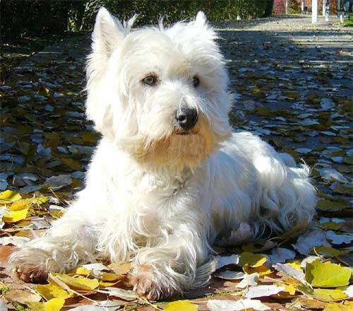 Champu vitaminado para perros de pelo blanco economico