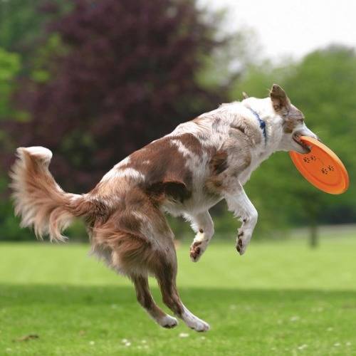 Frisbee de plastico para perros deporte y diversion