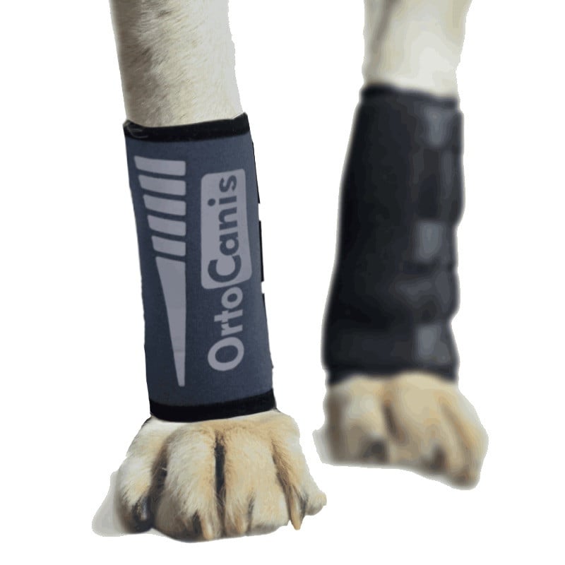 Muñequera para Perros con Artrosis, Lesiones en Ligamentos o Tendones o Perros de Agility