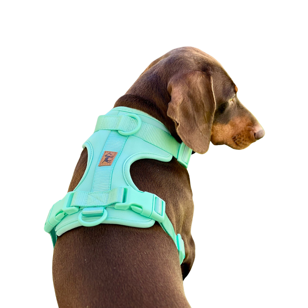 Arnés Adventure Mint – Arnés antitirones para perros, cómodo y ajustable