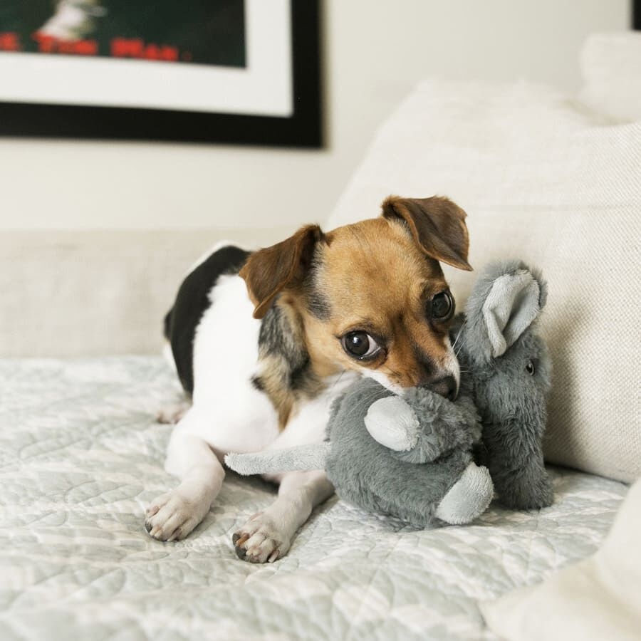 Kong Comfort Kiddos Elefante de peluche para perros