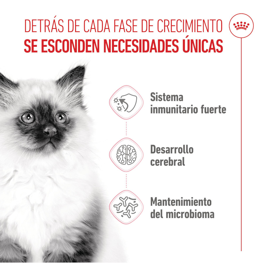 Royal Canin Kitten pienso para gatitos