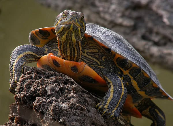 tortuga florida estanque fuente comienzo cascada jardin